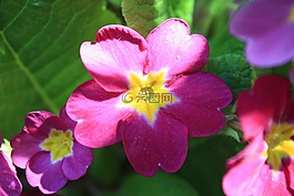 報春花,花,開花