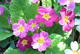 報春花,花,開花