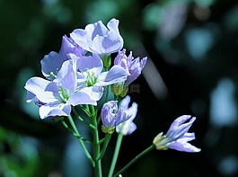 罩衫,花,中藥