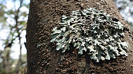 樹,lichene,自然