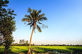 景觀,農(nóng)村,越南