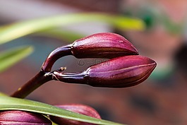 芽,蘭花,性質(zhì)