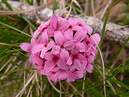 迷迭香 達芙妮,heider?schen,瑞香