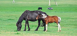 駒,馬雷,馬
