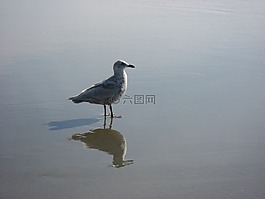 海鷗,鷗,鳥