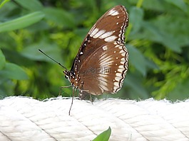 蝴蝶,昆蟲(chóng),翼