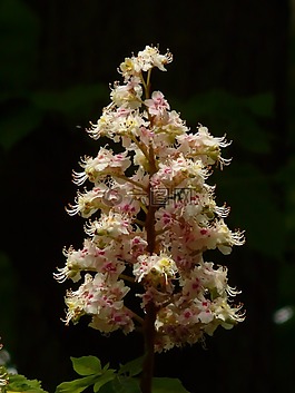 板栗開花,板栗,花序