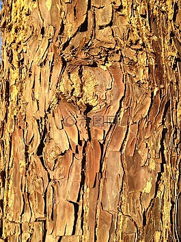 樹(shù)皮,樹(shù)干,木材