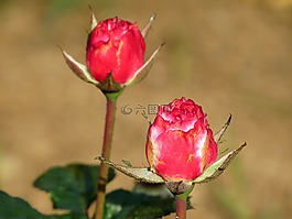 玫瑰,芽,花