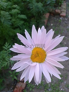 花卉,性質(zhì),植物