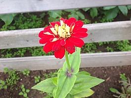 花卉,性質(zhì),植物