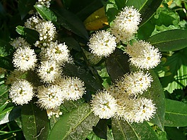 桂花,月桂树,厂