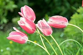 郁金香,鮮花,性質(zhì)