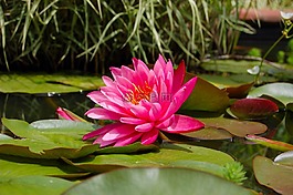 百合墊,自然,粉紅色
