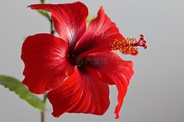 花,槿,紅花