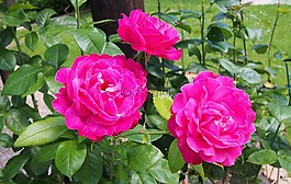 花,粉色,粉紅色的花朵