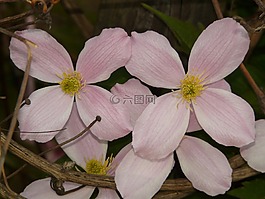 鐵線蓮,廠,花