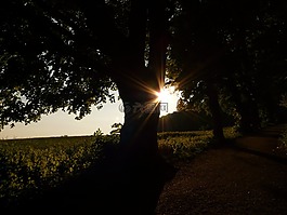 背光,樹,太陽