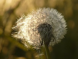 蒲公英,種子,花