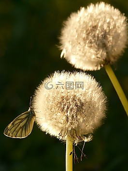 蒲公英,種子,花