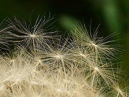 蒲公英,種子,花
