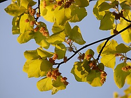 櫸木,圖書行業(yè),科