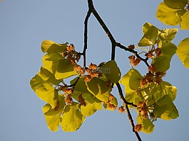 櫸木,圖書行業(yè),科
