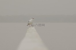 海鷗,鳥,海