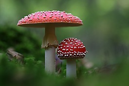飛木耳,蘑菇,秋季