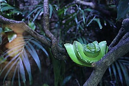 爬行動物,蛇,葉