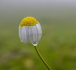 黛西,花卉,綠色