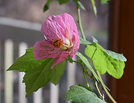 楓樹開花,容器廠,花園