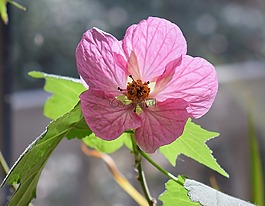 楓樹開花,容器廠,花園