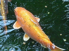金魚,水,魚