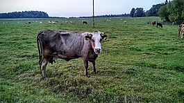 草地,性質(zhì),動(dòng)物