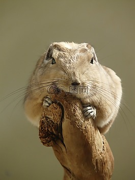 梳手指,gundi,嚙齒動物