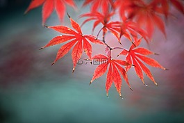 自然,楓葉,植物