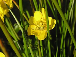 毛茛,花園,廠