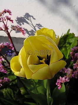 郁金香,黃色,鮮花