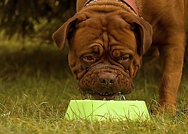 波爾多,法國,狗