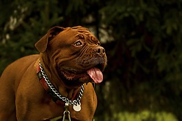 波爾多,法國,狗