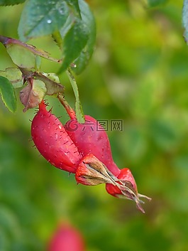 玫瑰果,花園,紅色