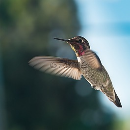蜂鳥,野生動物,自然