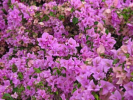花,粉紅色,beckground