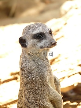 獴,動(dòng)物,哺乳動(dòng)物