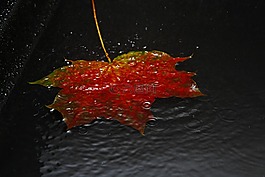 葉子,秋季,秋葉