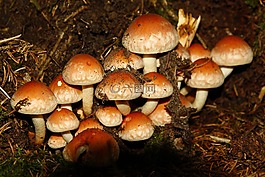 蘑菇真菌,森林,空白
