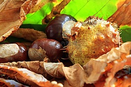 板栗,七葉樹,殼