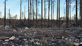 森林火灾,västmanland,火
