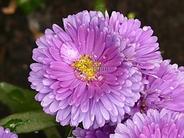 翠菊,翠菊園,阿斯特
